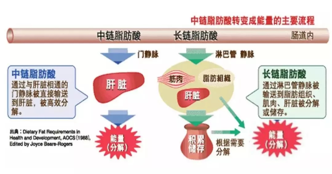 mct粉中链甘油三酯的特性及应用