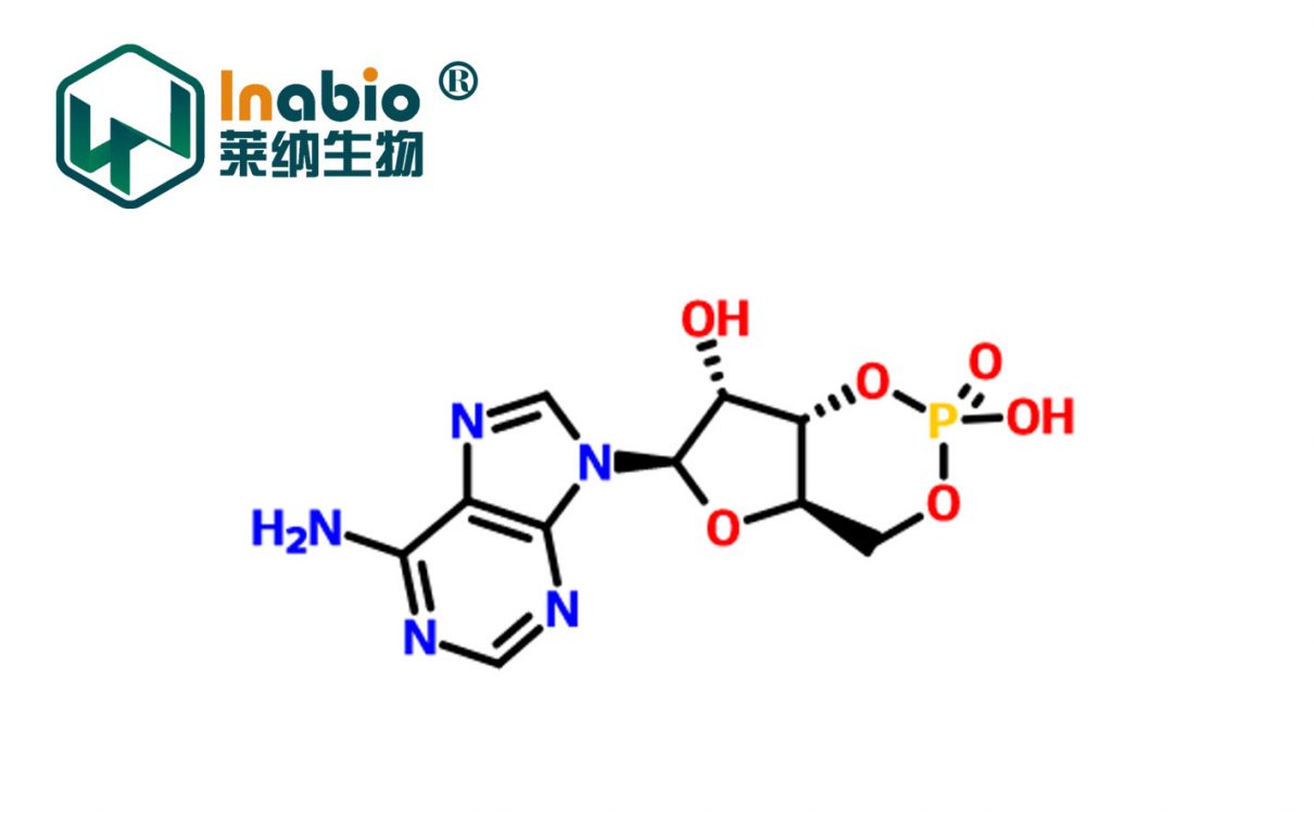 腺苷环磷酸酯