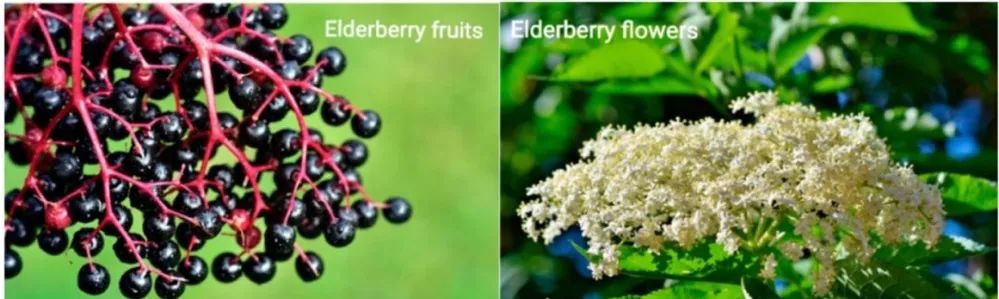接骨木莓的果实和花