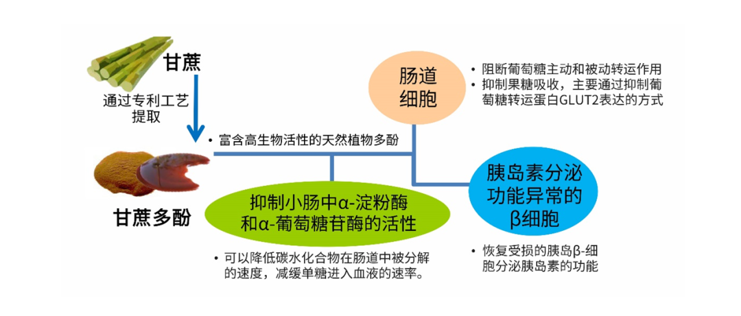 甘蔗多酚