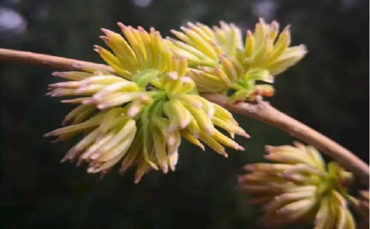 杜仲雄花含有人体所需的8种必需氨基酸和丰富的矿物质元素，具有降低血脂、缓解疲劳、增强免疫力等药理作用，是理想的天然营养保健品。